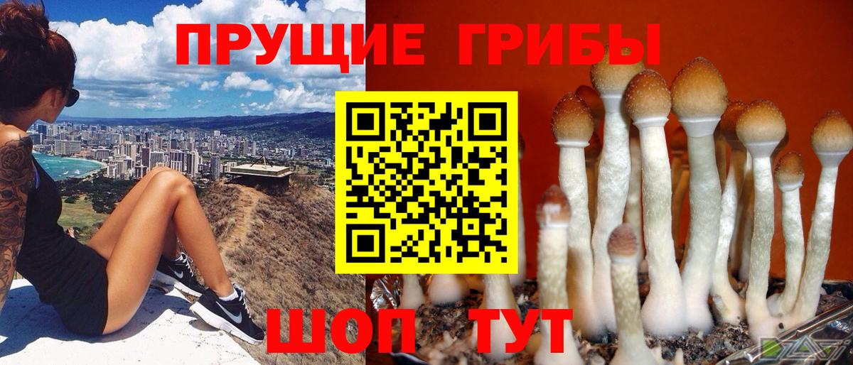 Псилоцибиновые грибы Psilocybine cubensis Гай